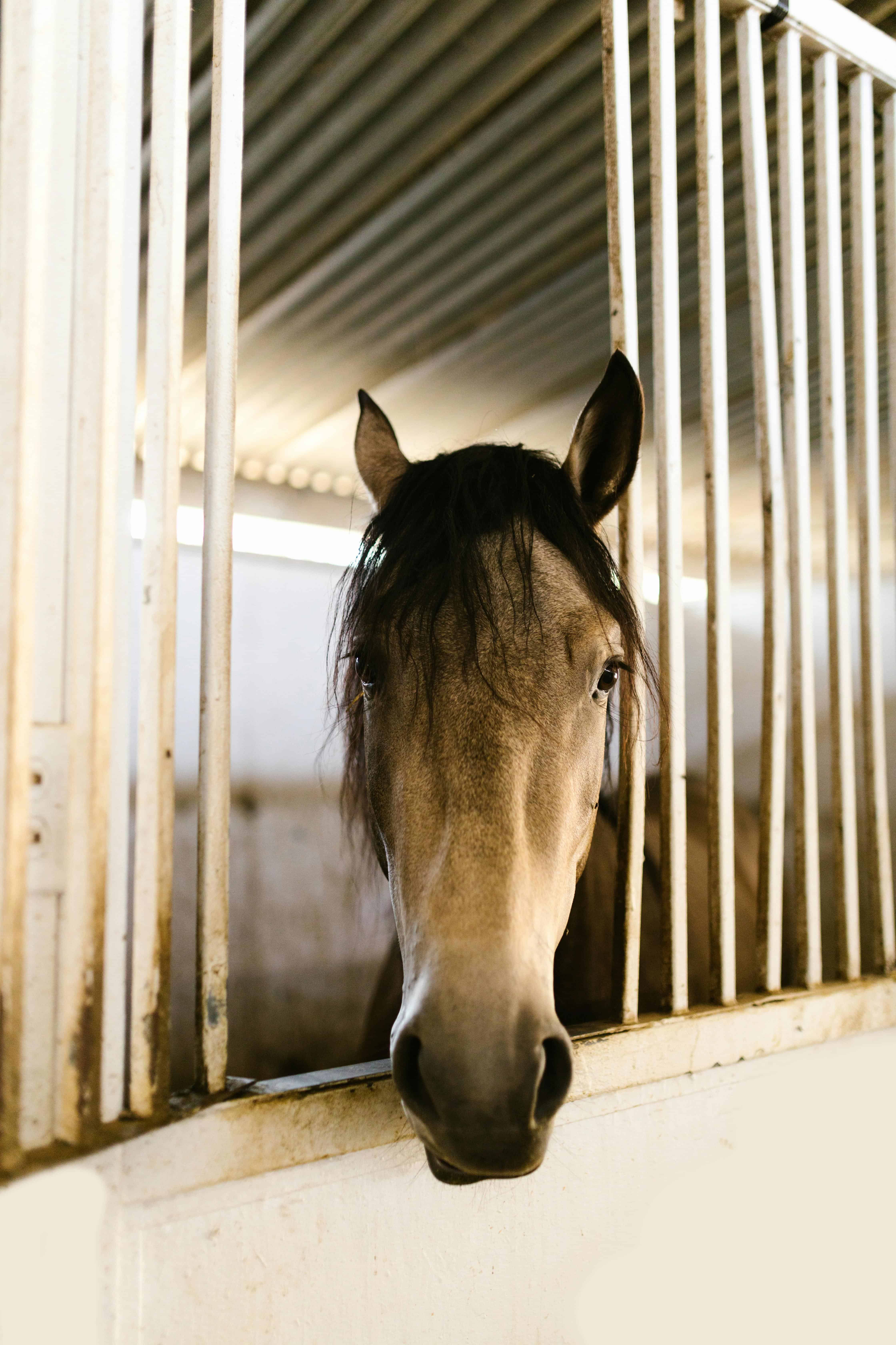Friesian horse in a regal pose
